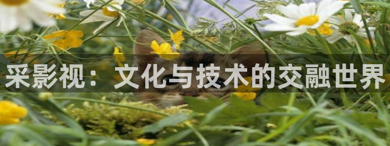 全能 影视：采影视：文化与技术的交融世界
